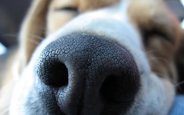 Close-up HD wallpaper of a beagle's muzzle, highlighting the texture of its nose with its eyes gently closed.