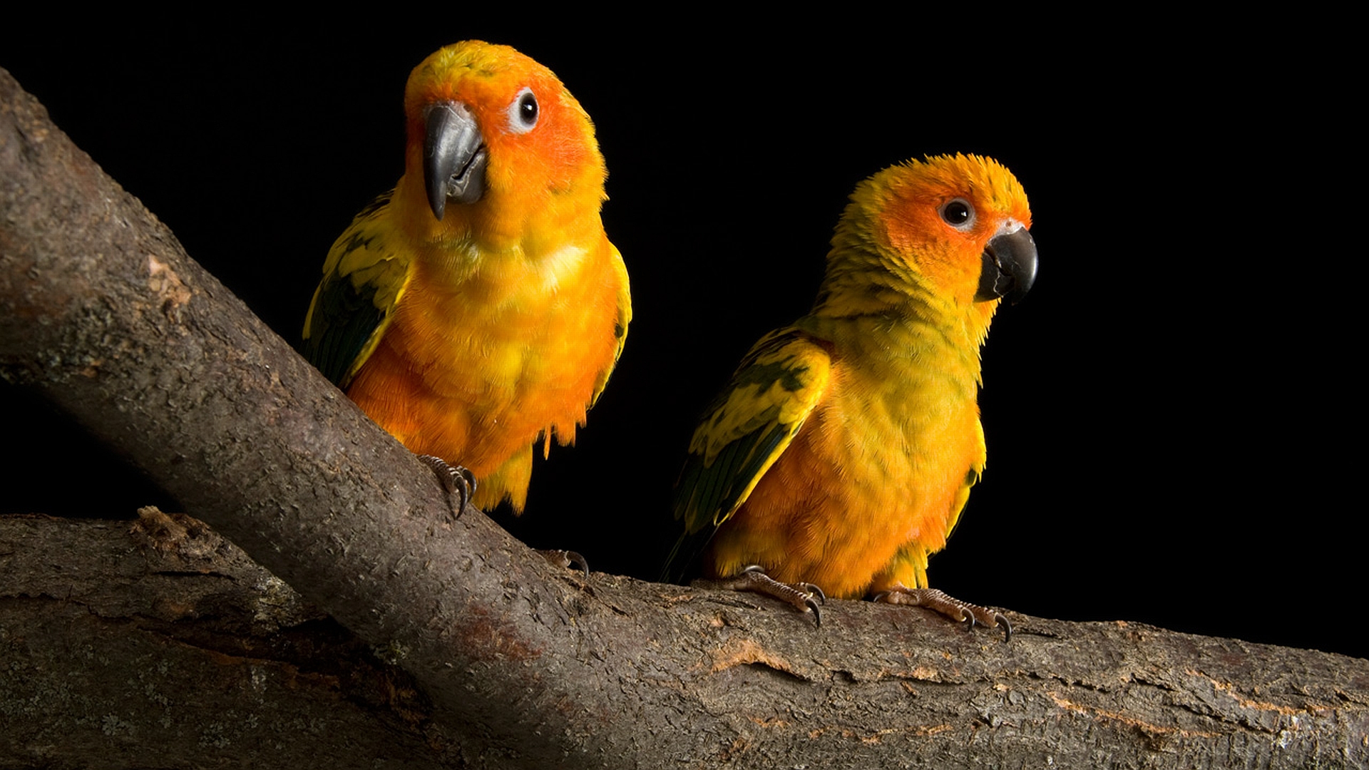 Sun Parakeet perched on a branch with vibrant feathers.