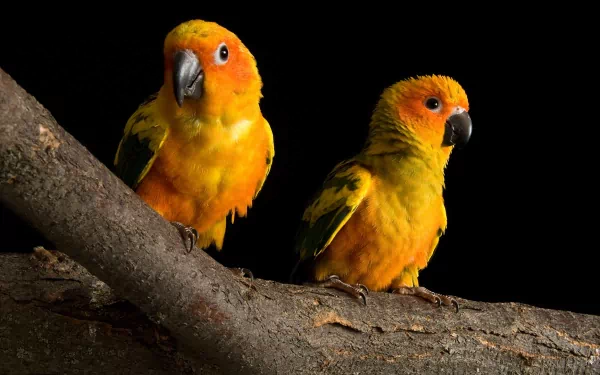 Two vibrant sun parakeets, showcasing their striking orange and yellow plumage, perched on a branch against a dark background, creating a captivating HD desktop wallpaper.