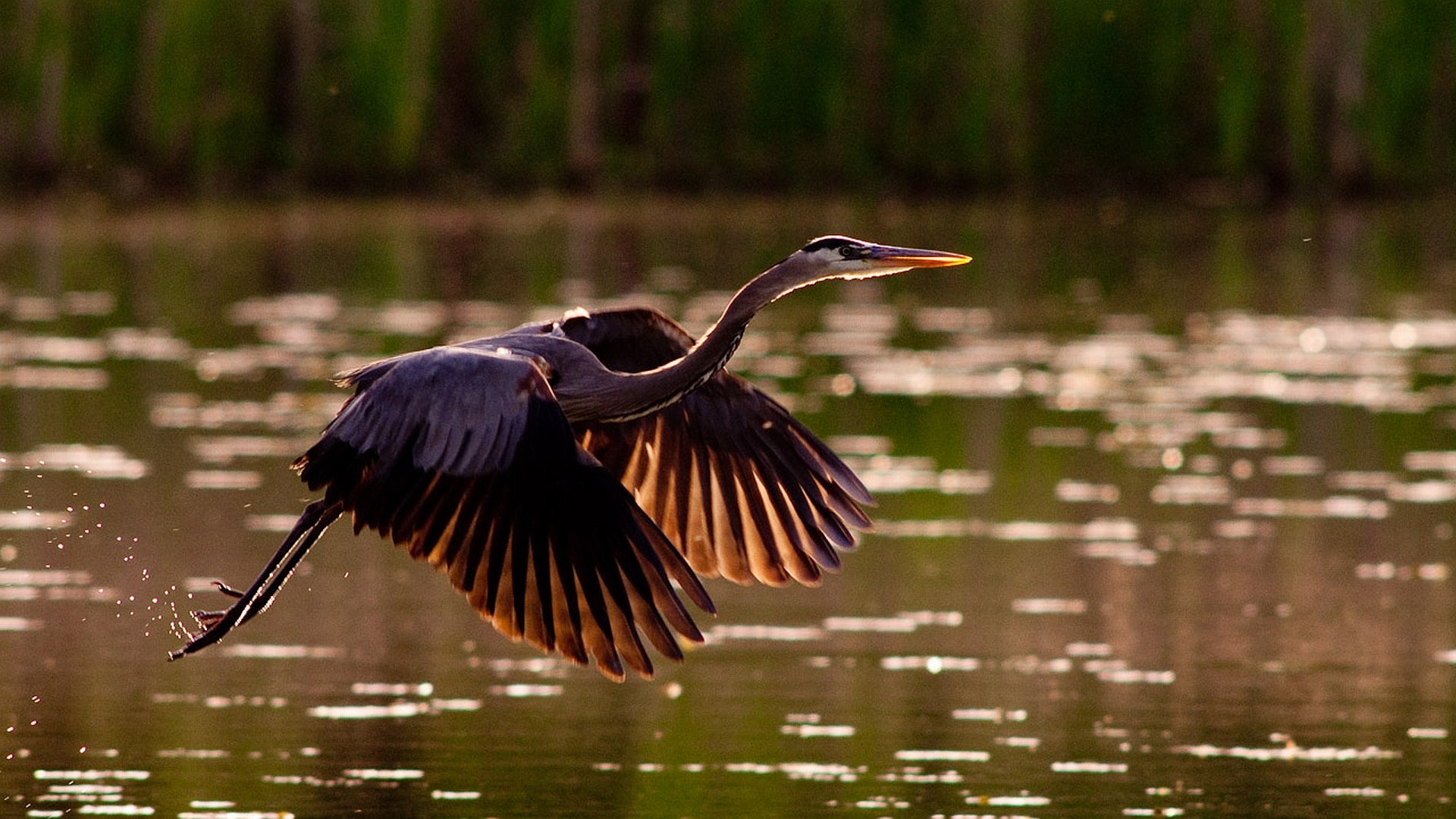 Gray Heron HD Wallpaper | Background Image | 1920x1080