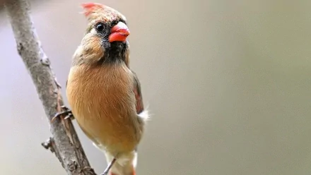 Animal cardinal HD Desktop Wallpaper | Background Image