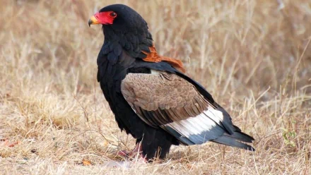  The Bateleur