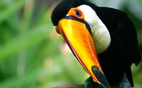 HD PC desktop wallpaper of a toco toucan close-up, showing its bright orange bill and black-and-white plumage against a soft, blurred green background.