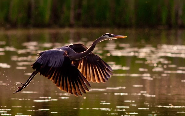 Animal Gray Heron HD Desktop Wallpaper | Background Image