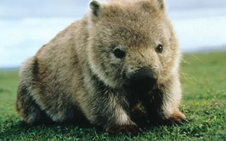 A close-up of a wombat sitting on grassy terrain, showcasing its fluffy fur and adorable features. This HD image serves as a vibrant desktop wallpaper and background.