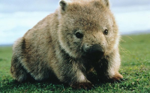 look up pictures of a wombat
