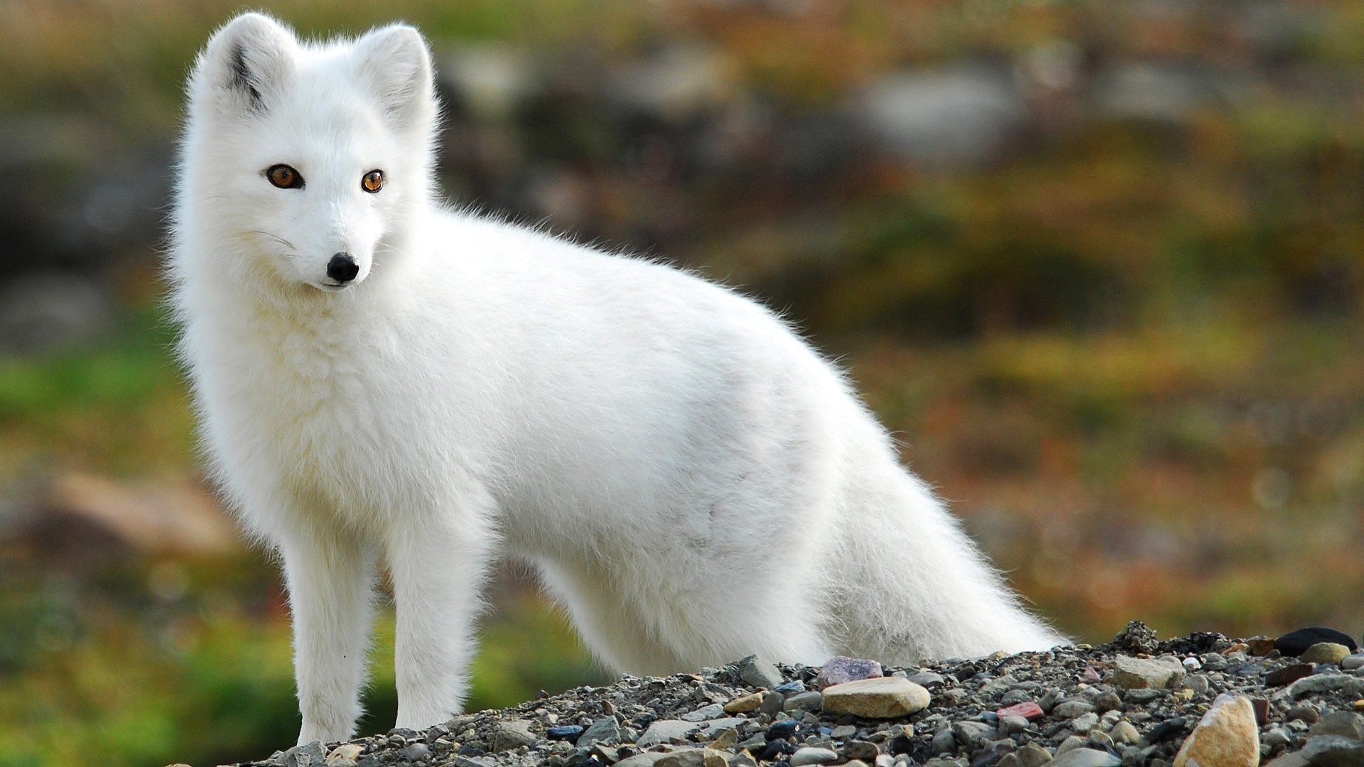 110 Arctic Fox Hd Wallpapers Background Images