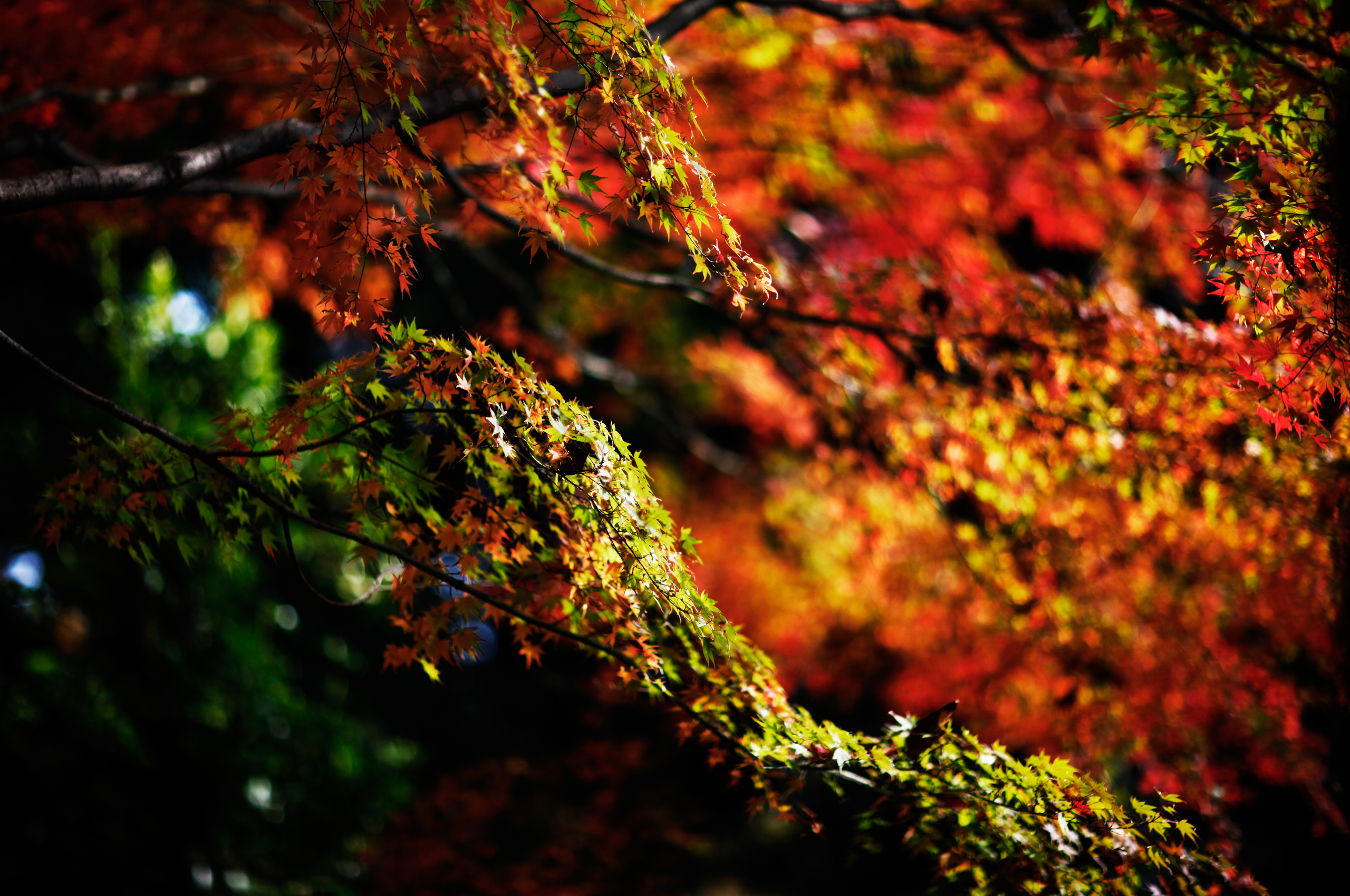 Nature Leaf HD Wallpaper