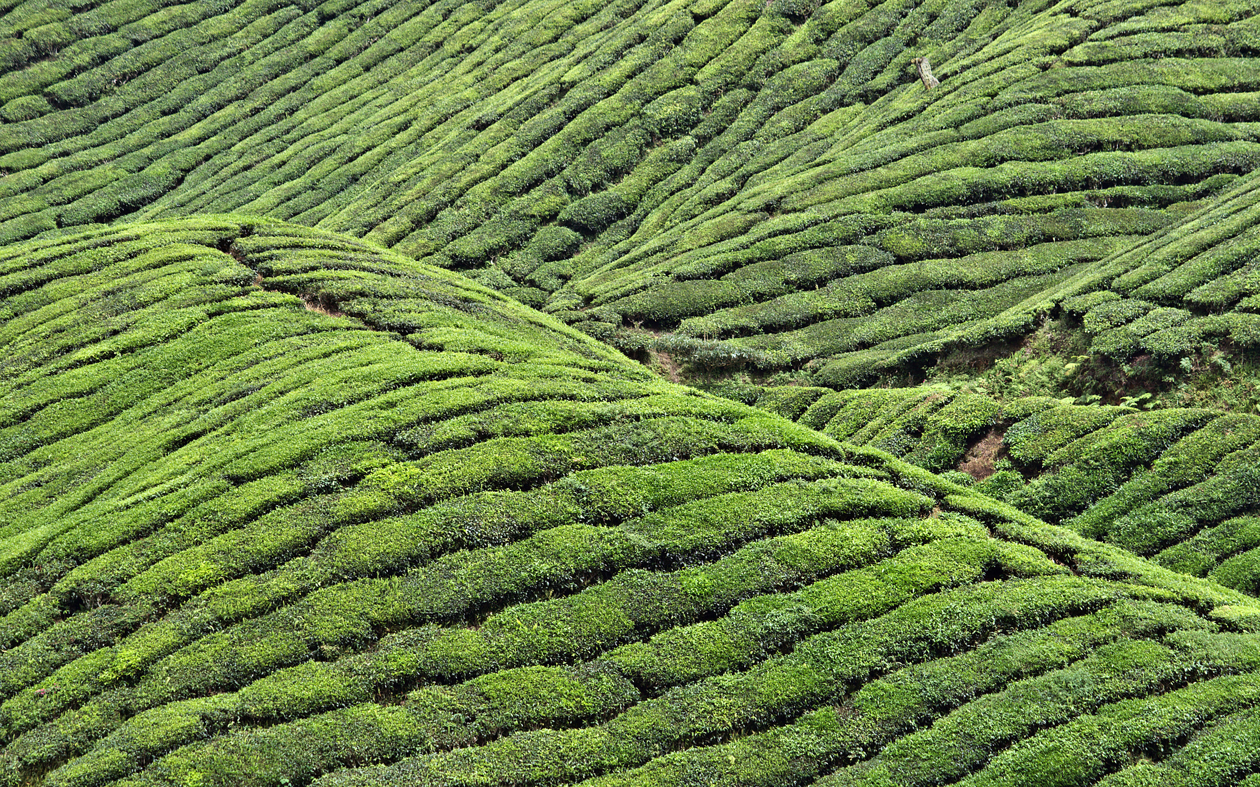 Download Soil Dirt Green Hill Plant Bush Grass Landscape Photography ...