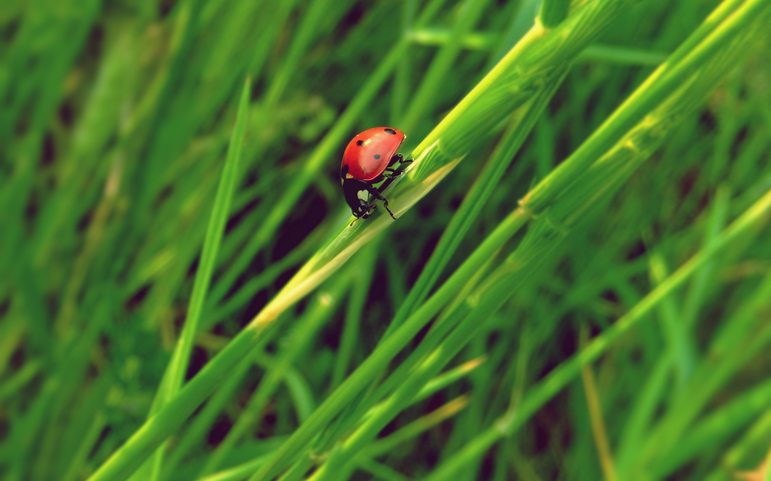 Animal Ladybug HD Wallpaper | Background Image