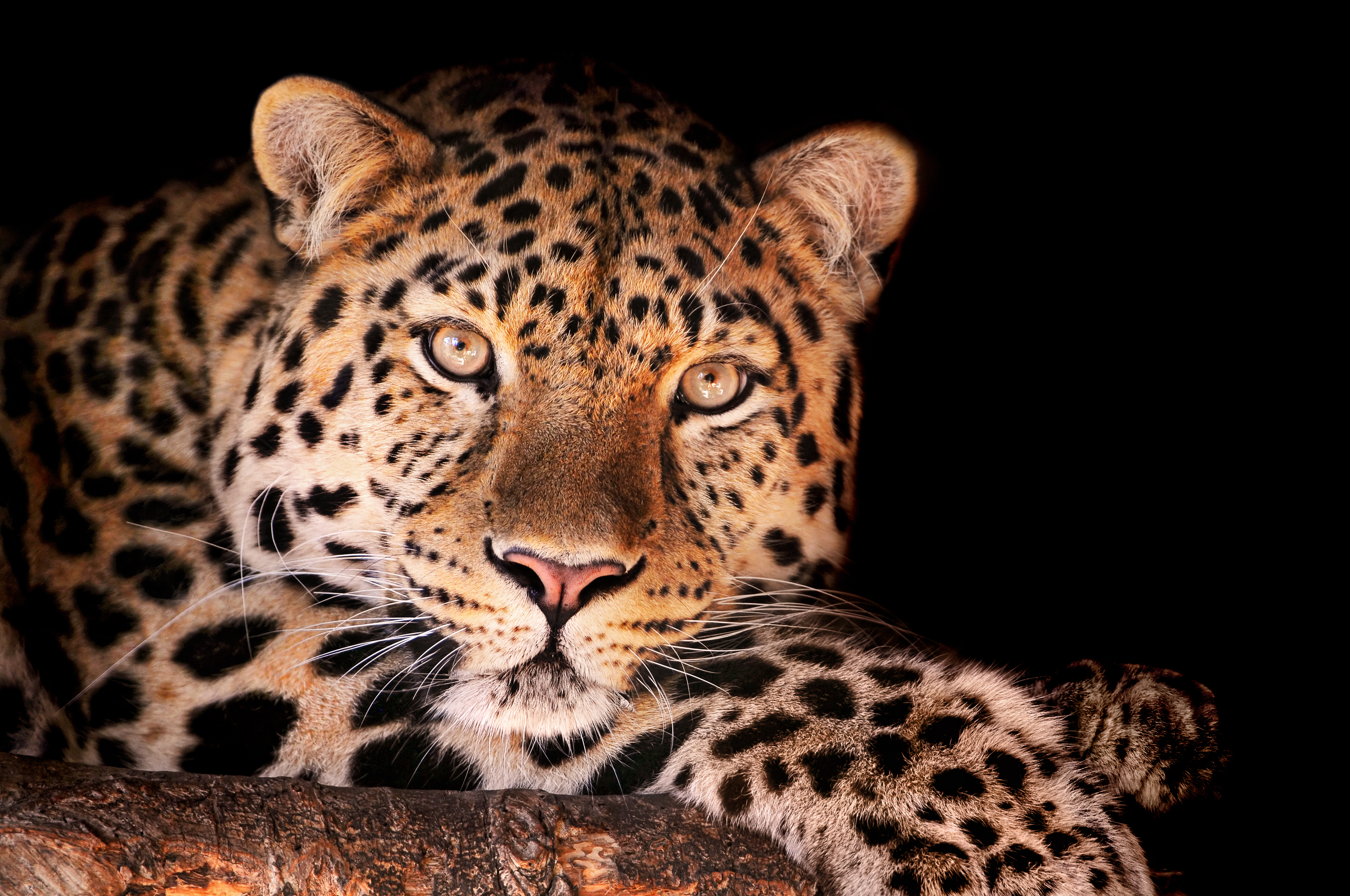 Leopard 4k Ultra HD Wallpaper by Tambako The Jaguar