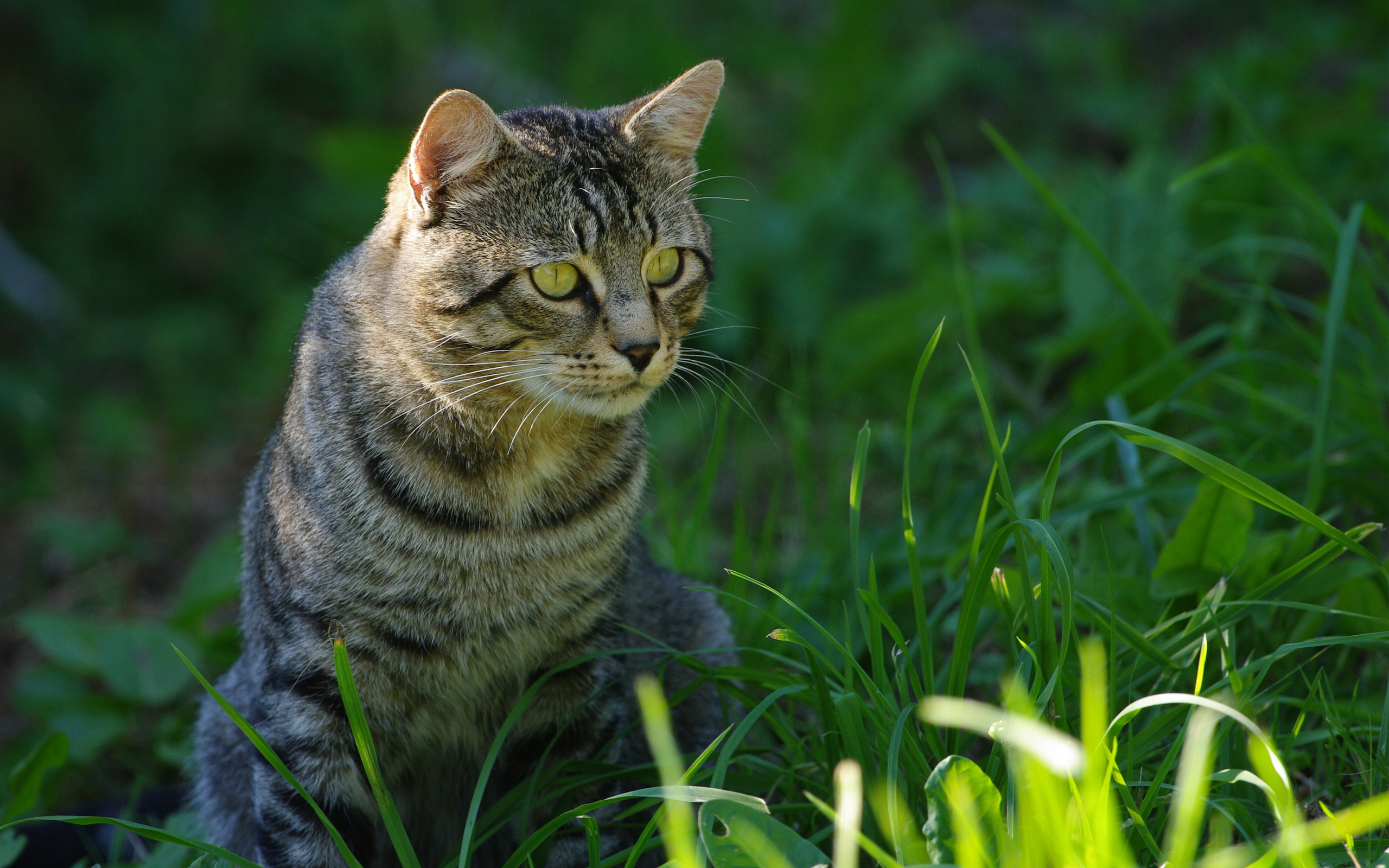 HD Wallpaper of a Majestic Cat in Nature