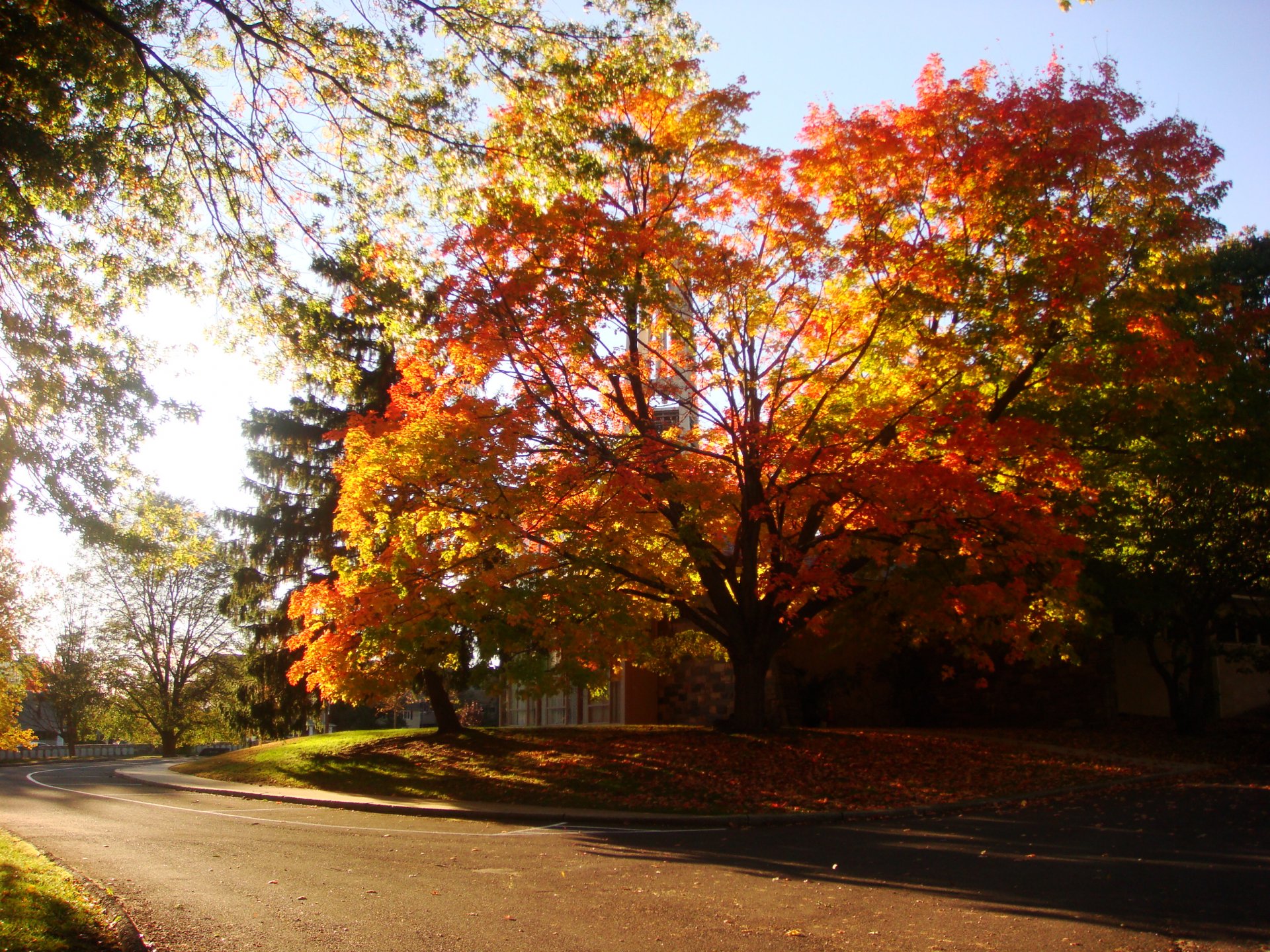 Fall HD Wallpaper | Background Image | 3264x2448 | ID:169972