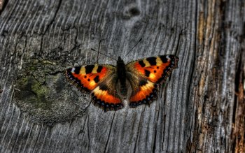 Squeaking silk moth Full HD Wallpaper and Background Image | 1920x1200 ...