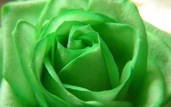 Terre/Nature Rose Fleurs Fleur Vert Pastel Fond d'écran HD | Image