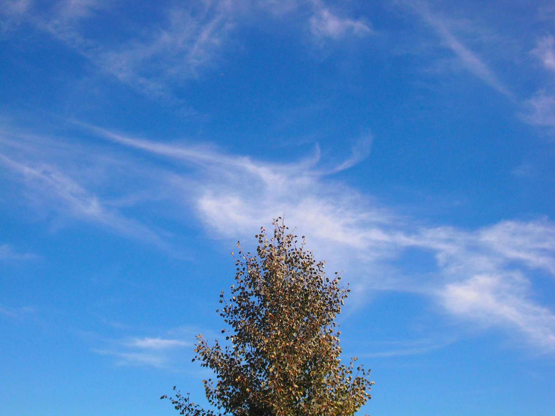 HD desktop wallpaper featuring a clear blue sky with wispy clouds above a tree, showcasing serene natural beauty.