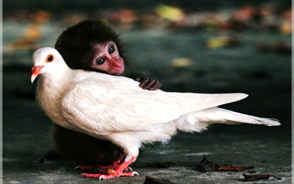 Animal Cute Monkey Bird Pigeon HD Wallpaper | Background Image