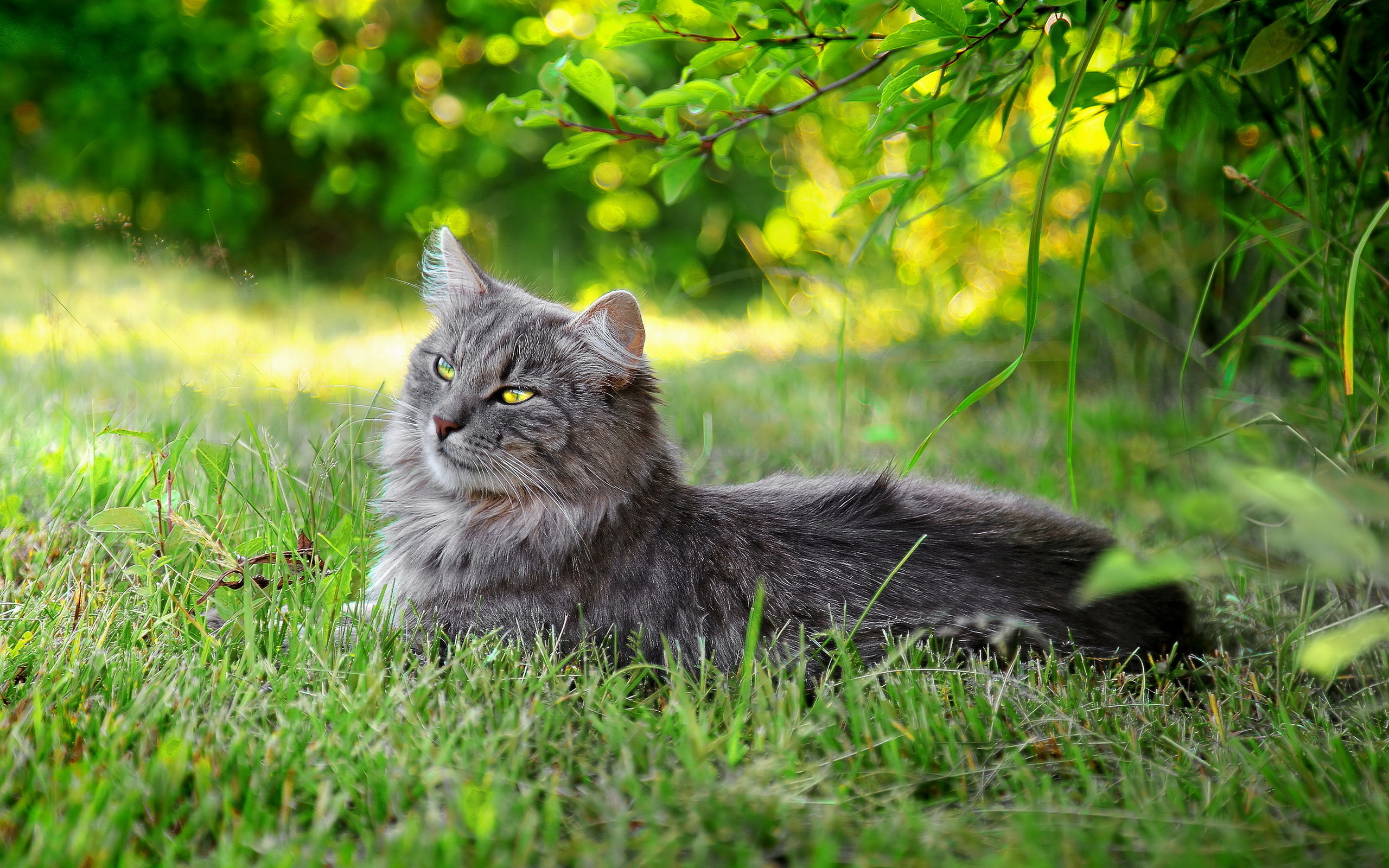 Animal Cat HD Wallpaper