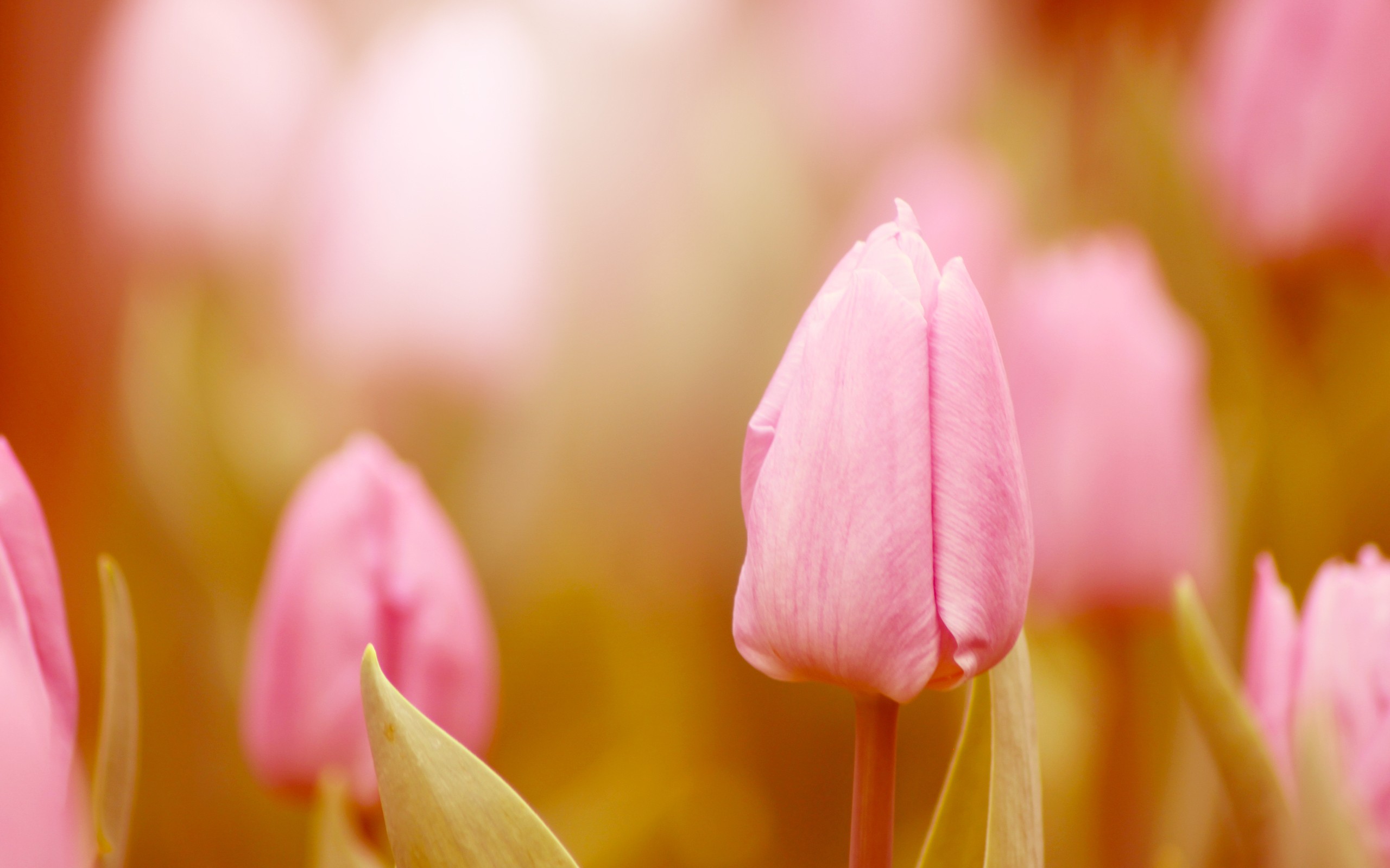 Tulip HD Wallpaper