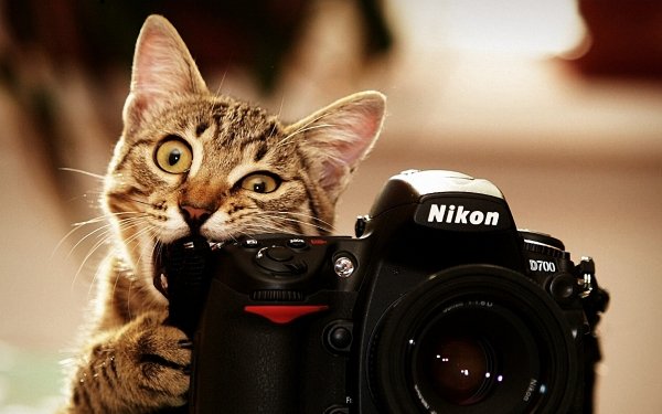 Tiere Katze Katzen Kamera Humor Nikon D700 HD Wallpaper | Hintergrund