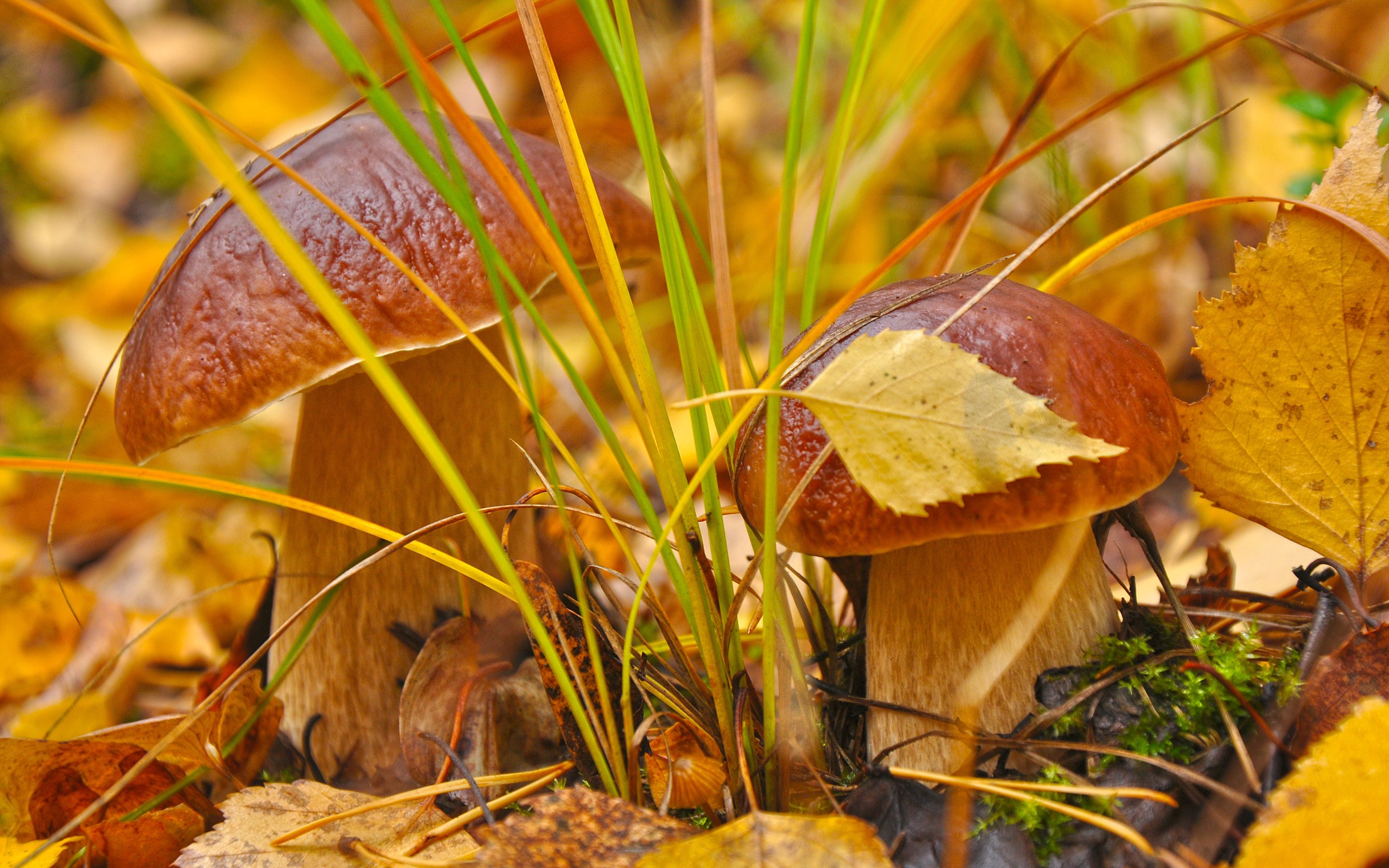 Earth Mushroom HD Wallpaper | Background Image