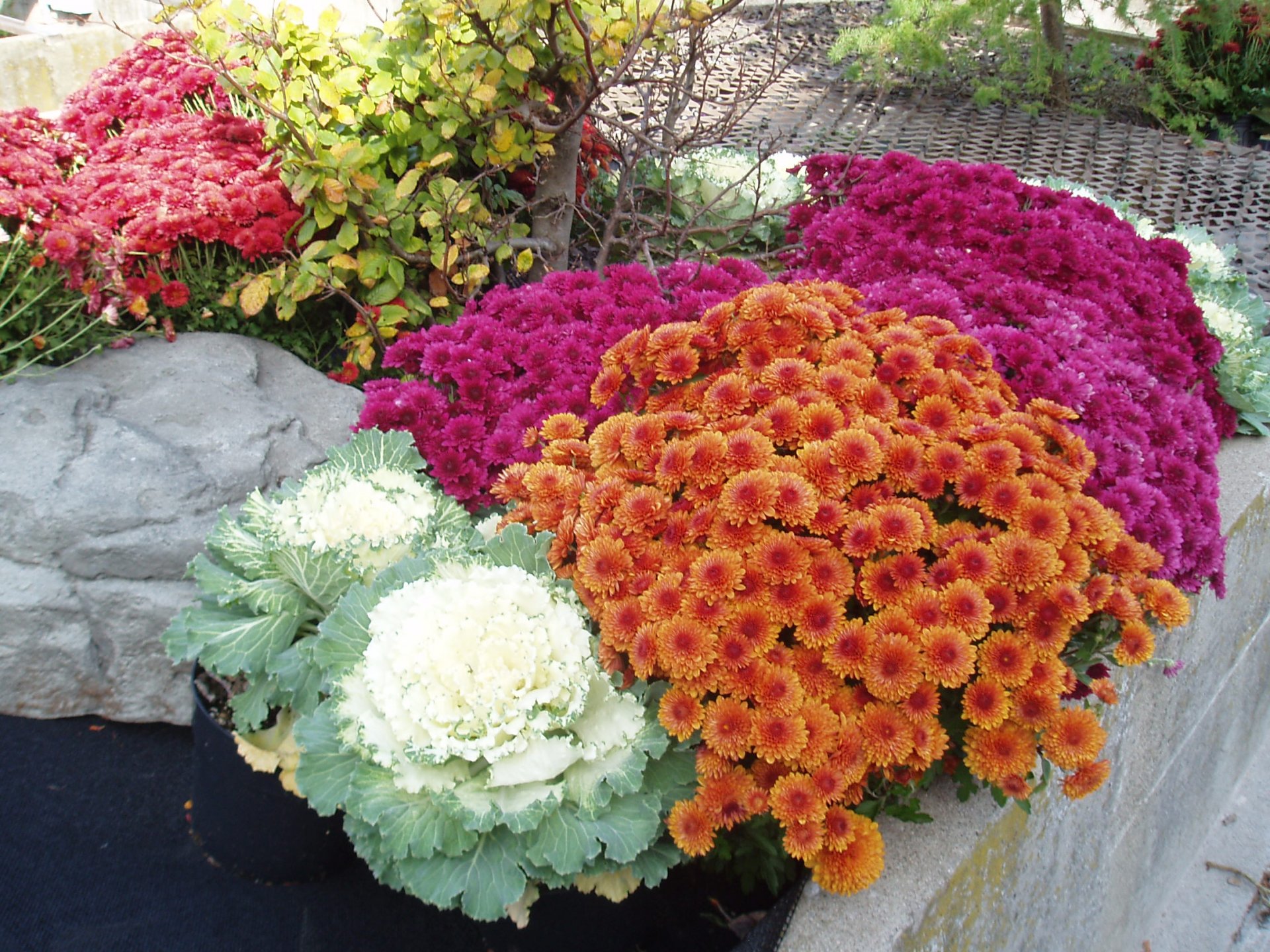Vibrant fall flowers, including orange and magenta blooms, and ornamental cabbages arranged in a man-made garden setting, captured in HD for a PC desktop wallpaper.
