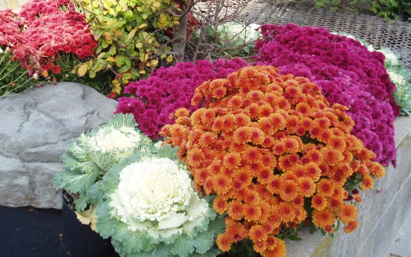 Vibrant fall flowers, including orange and magenta blooms, and ornamental cabbages arranged in a man-made garden setting, captured in HD for a PC desktop wallpaper.