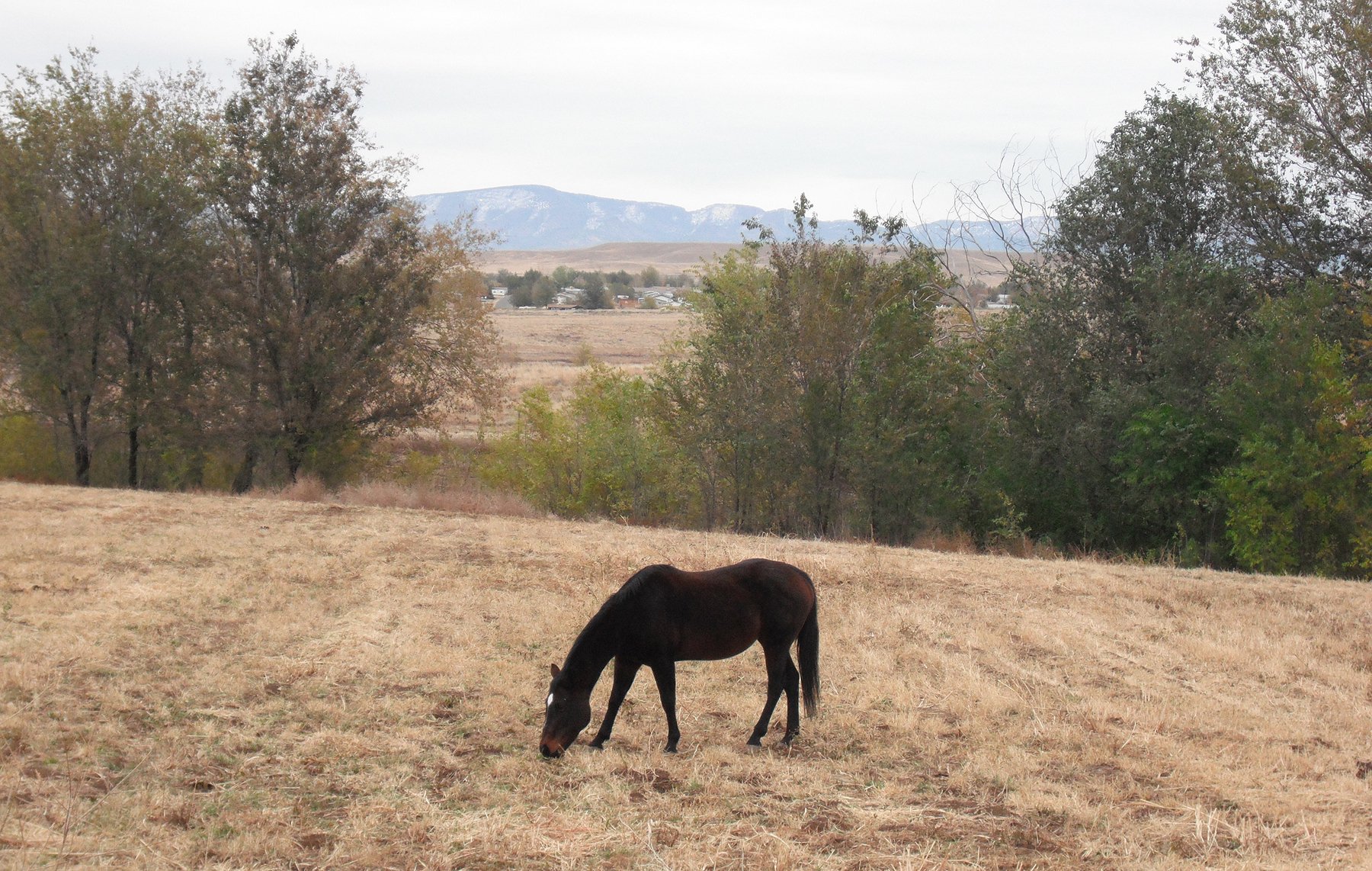 HD PC desktop wallpaper and background: a black horse (animal) grazing in a dry field, framed by trees and distant hills under a pale sky.