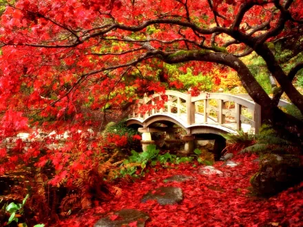 A vibrant HD wallpaper depicts a serene Japanese garden in fall, featuring a red maple tree and a picturesque bridge. Photo captured in British Columbia, Canada.