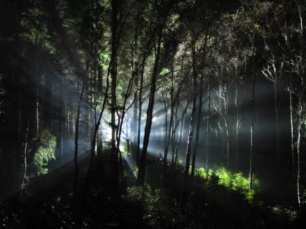 A serene forest scene illuminated by beams of light filtering through the trees, showcasing the beauty of nature in an HD desktop wallpaper background.