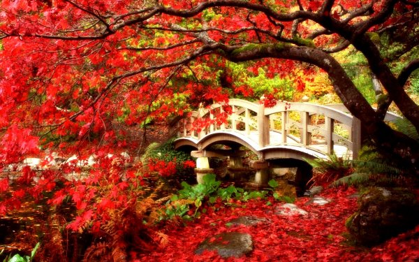 Man Made Bridge Bridges Fall British Columbia Canada Tree Maple Tree Leaf Garden Japanese Garden Red HD Wallpaper | Background Image