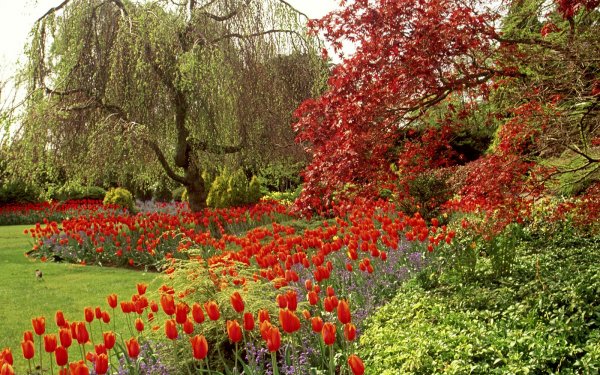 Hecho por el hombre Jardín Tulipán Flor Árbol Fondo de pantalla HD | Fondo de Escritorio