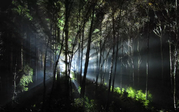 A serene forest scene illuminated by beams of light filtering through the trees, showcasing the beauty of nature in an HD desktop wallpaper background.