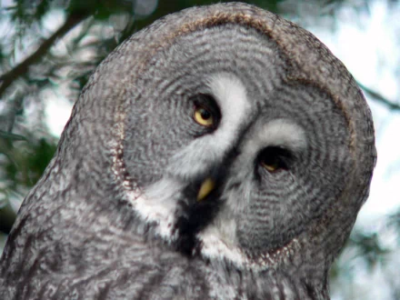 Animal Great grey owl HD Desktop Wallpaper | Background Image