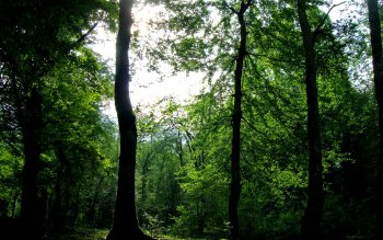 1784 Forest HD Wallpapers | Background Images - Wallpaper Abyss - Page 32