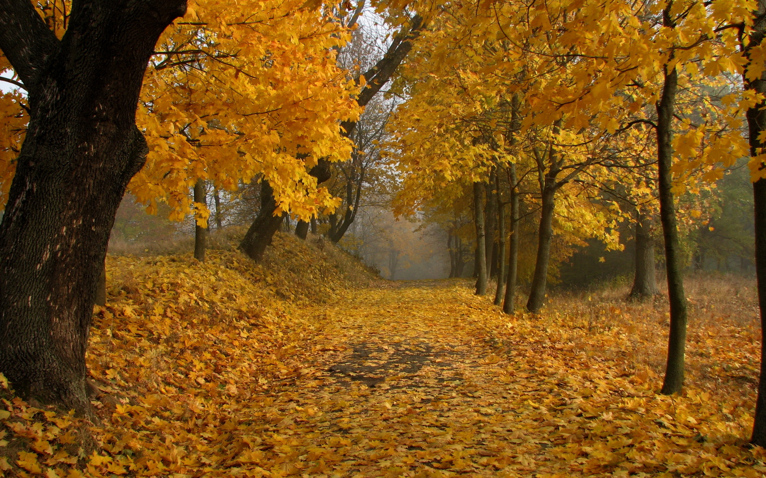 Fall HD Wallpaper | Background Image | 2560x1600 | ID:185590 ...