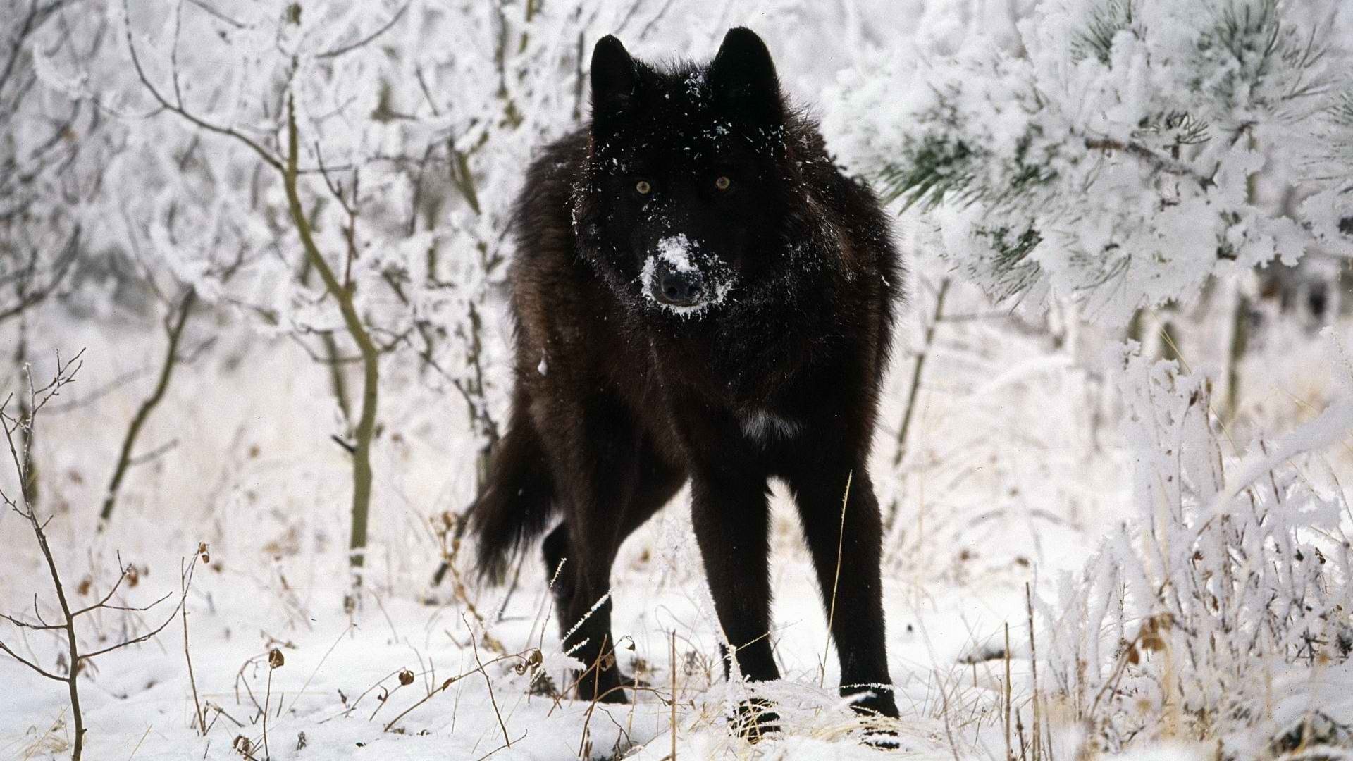 Black wolf HD Wallpaper | Background Image | 1920x1080 ...
 New World Black Wolves