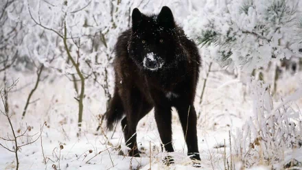 A majestic black wolf stands in a serene, snow-covered forest, showcasing the beauty of winter in this stunning HD wallpaper.