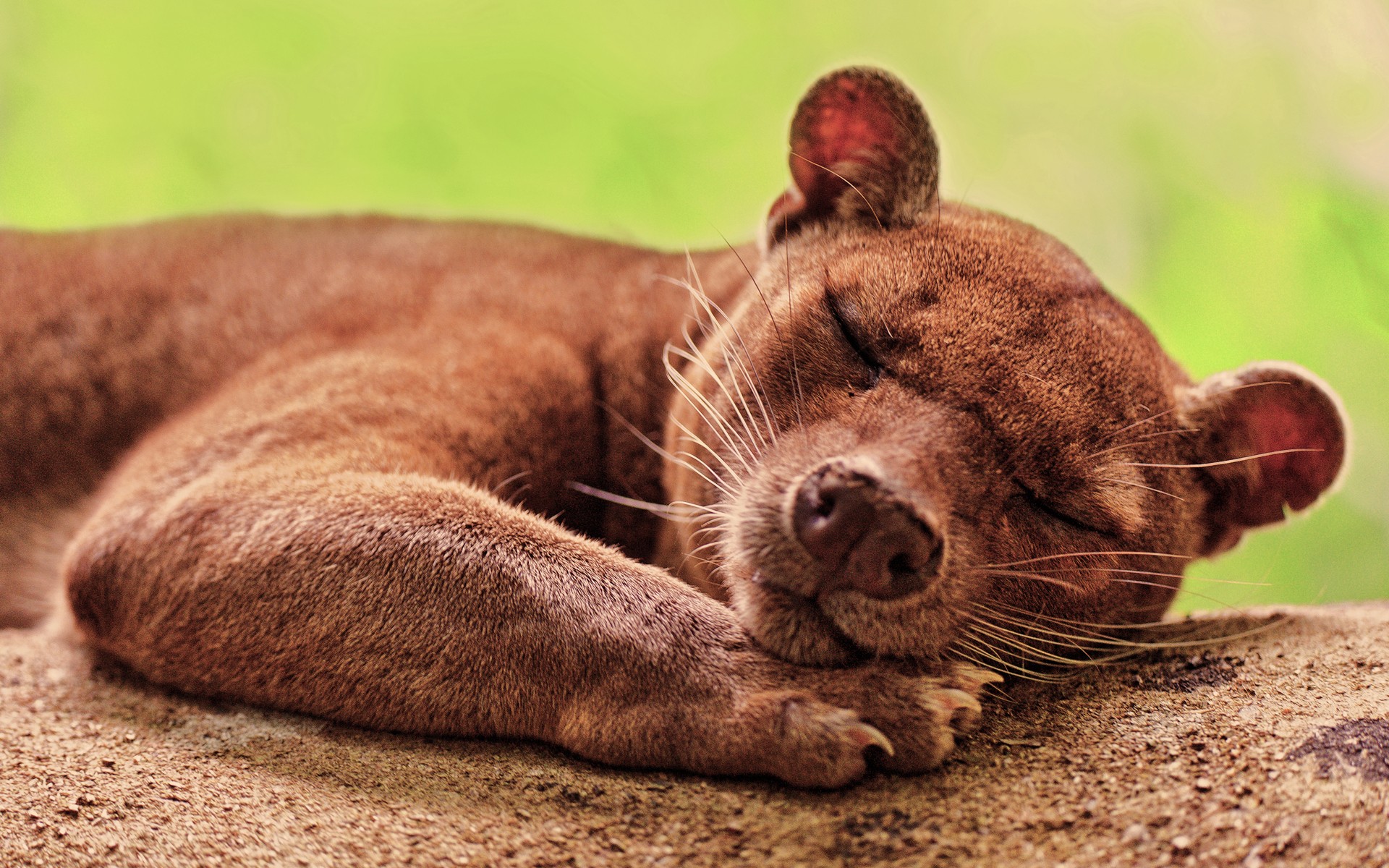 Fossa HD Wallpapers and Backgrounds