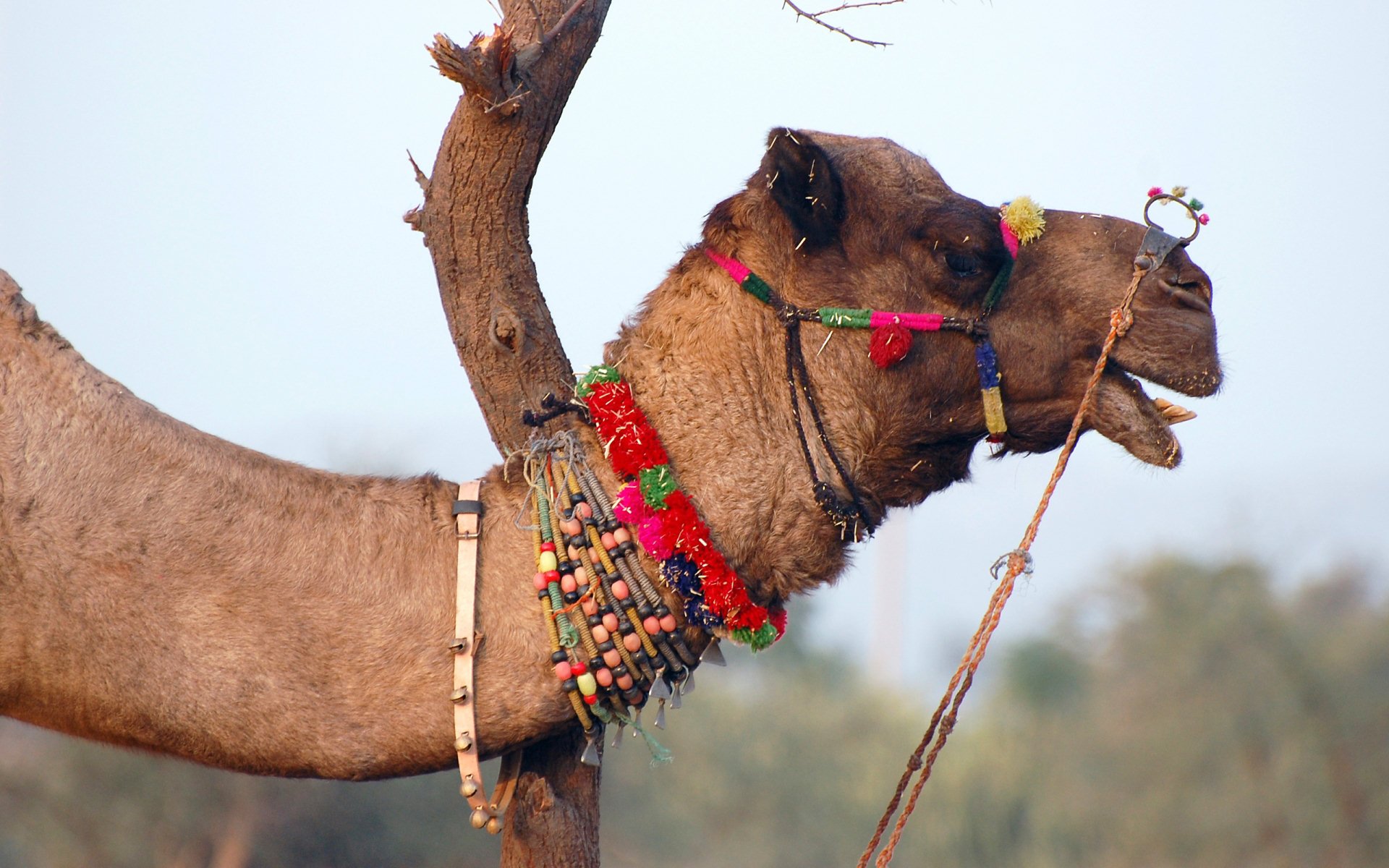 HD PC desktop wallpaper featuring a camel adorned with colorful traditional decorations against a clear sky background.