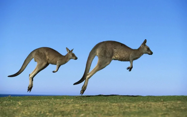 HD desktop wallpaper featuring two kangaroos mid-jump against a clear blue sky and grassy landscape.