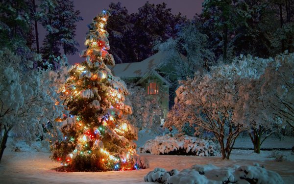 Día festivo Navidad Christmas Lights Christmas Tree Fondo de pantalla HD | Fondo de Escritorio