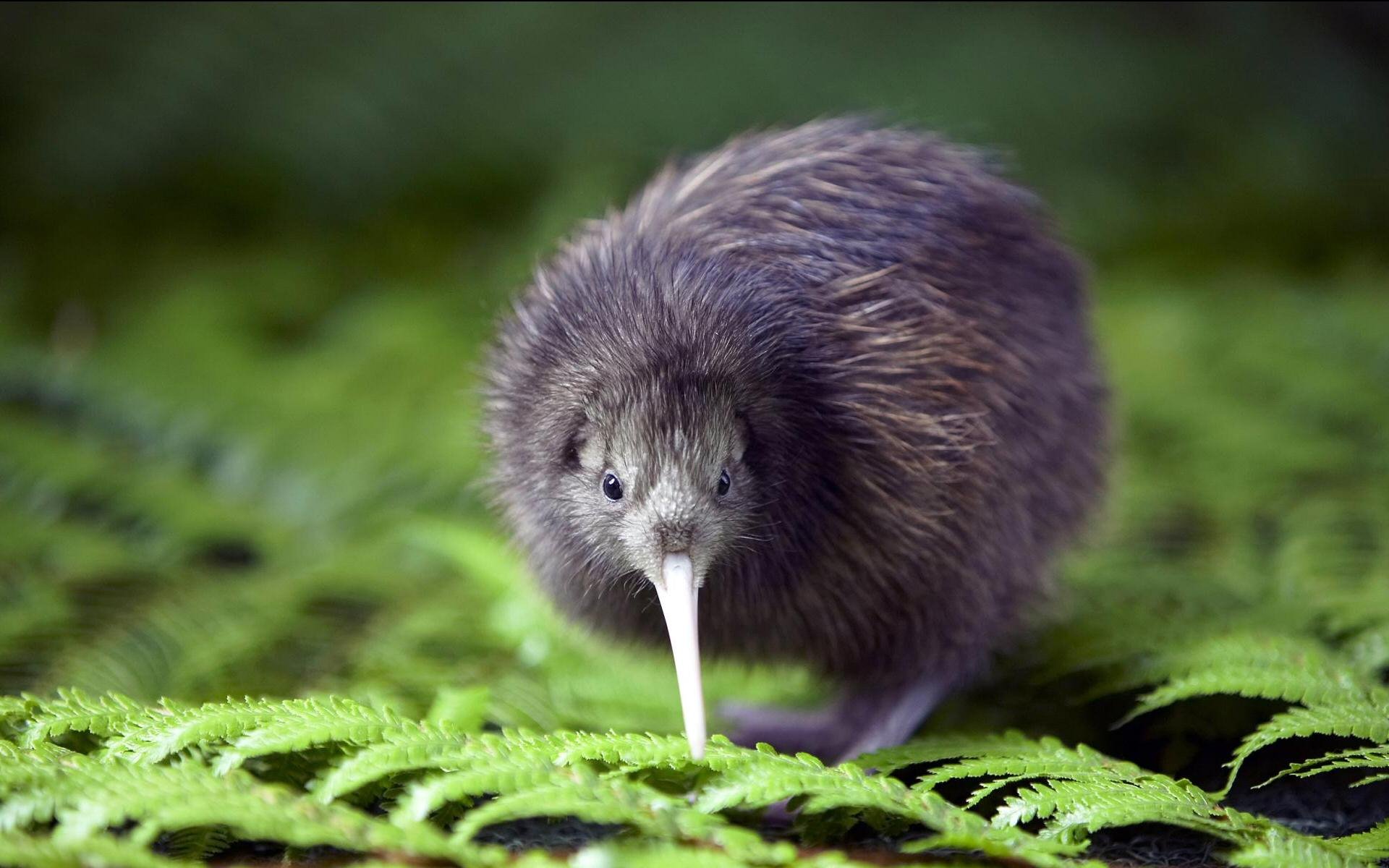 HD PC desktop wallpaper featuring a close-up of a kiwi bird standing on green fern leaves, showcasing its textured feathers and long beak in a natural setting.