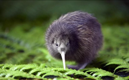 HD PC desktop wallpaper featuring a close-up of a kiwi bird standing on green fern leaves, showcasing its textured feathers and long beak in a natural setting.