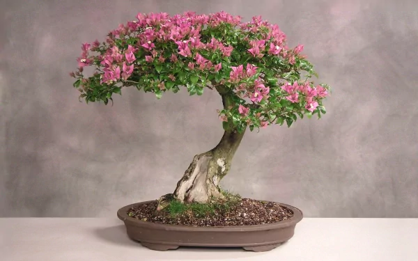  Japan Bonsai