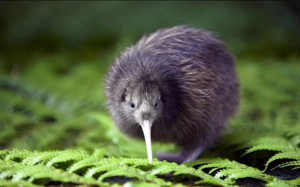  Kiwi Bird Close Up