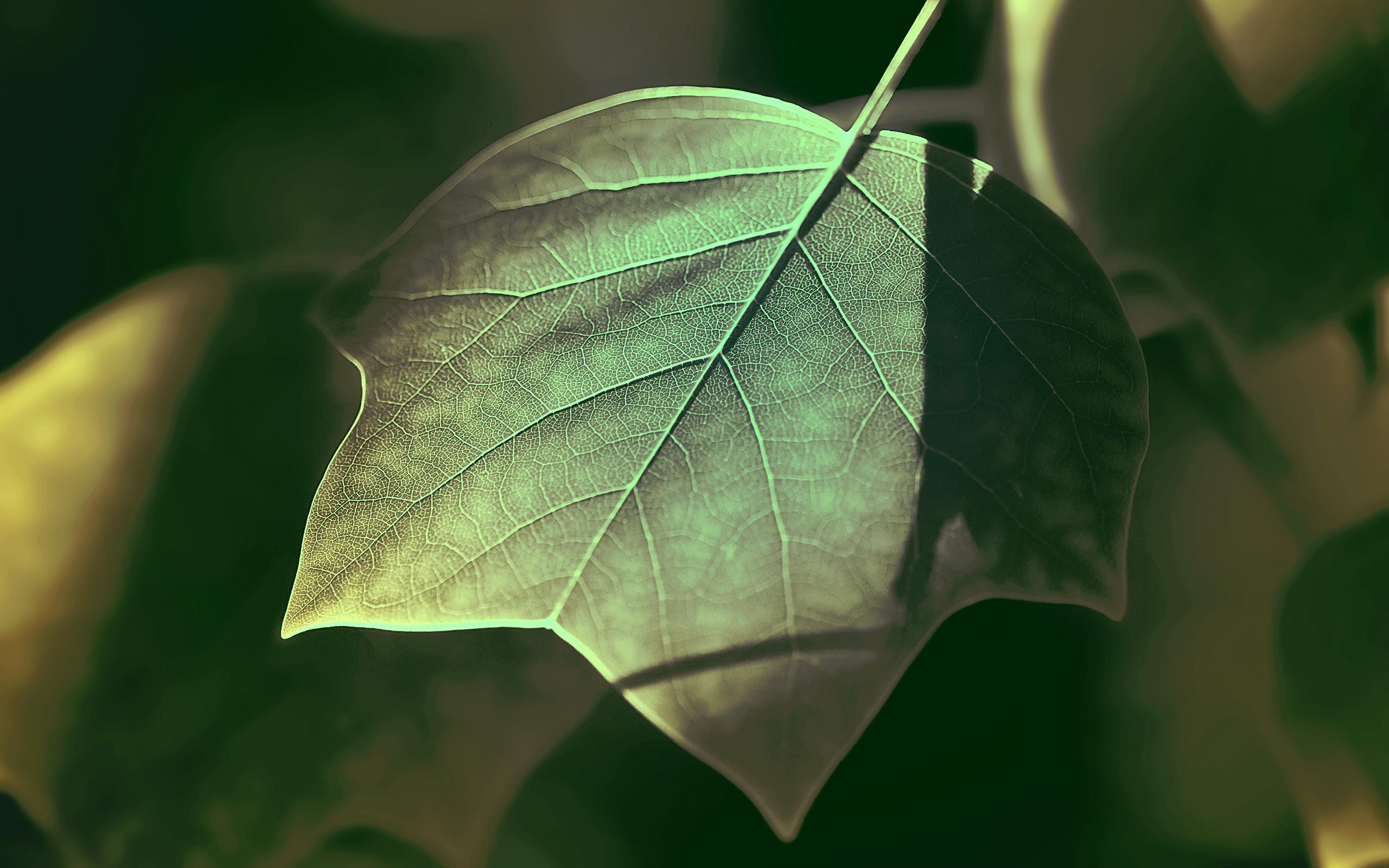 Leaf HD Wallpaper | Background Image | 2560x1600