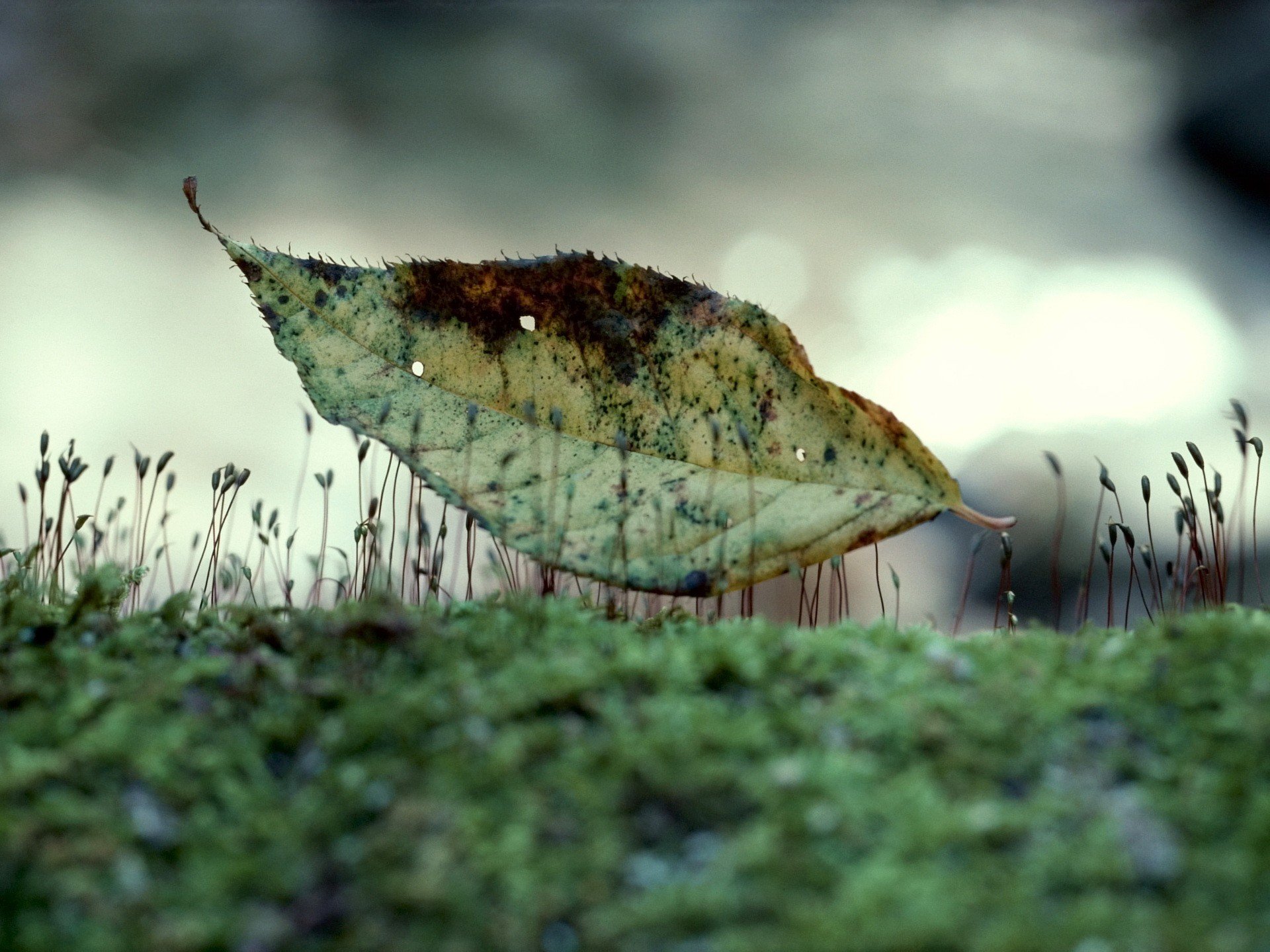 Leaf HD Wallpaper by Carina-chan