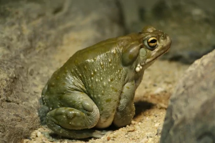 Animal frog HD Desktop Wallpaper | Background Image