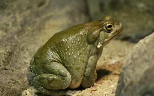 Animal frog HD Desktop Wallpaper | Background Image
